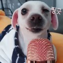 펫마인드 이미지
