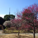 백화원 | [도쿄/축제]도쿄 무코지마 백화원 매화 축제 2026｜일정·입장료·가는법 총정리