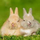 두마리토끼 이미지