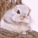 연꼬