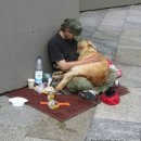 우리애견 이미지