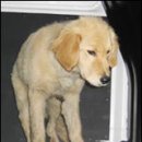 청솔동물병원 이미지