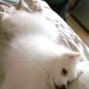 봉구 이미지