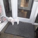 쥬티 펫 이미지