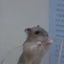 까꿍햄찌 이미지
