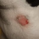 좋은 친구들 동물병원 이미지