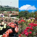 장미유통 이미지