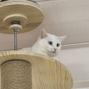 츄냥이 하우스 이미지