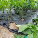 선두농장 이미지