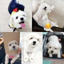 전남가축약품 이미지