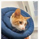 마음을 읽어주는 마음동물병원 이미지