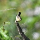 소청도의 흰눈썹황금새(Yellow-rumped Flycatcher) 이미지