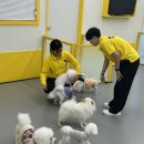 옐레드 애견유치원 & 애견호텔 진주초전점 이미지