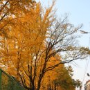 읍내중앙길 이미지