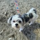 멍때려 | “애견동반 해수욕장 솔직 후기｜강아지와 경북 포항 멍 때리는 해변(멍비치) 다녀왔어요”