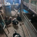 서대산농장 이미지