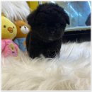 나라애견본점 이미지