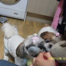 아루보리 이미지