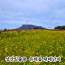 성산구 ⓒ-2 | 제주 성산일출봉 유채꽃 재배단지 광치기해변까지 아이와 가볼만한곳 봄 여행 후기