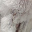 윤퍼피살롱 이미지