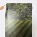 티워시 | 향좋은바디워시 약산성바디워시 뷰티풀스마일 티클레프 블랙티 바디 워시 사용후기