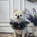 애견미용 나나엄마 이미지