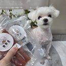 뽀뽀애견 | 뽀뽀솜 강아지수제간식 당근스틱 말고기스틱으로 노즈워크 집중훈련 하기