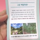 고운잣나무숲농원