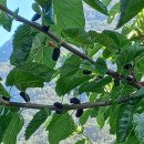 화양원탑캠핑장 이미지