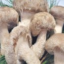 송화 농장 이미지