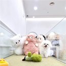 천안강아지분양 우리집퍼피 천안아산본점 (하이도그) 이미지