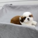 안경쟁이 이미지