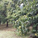 산내들펜션 이미지