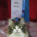 포레스트캣 이미지