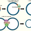 플라스미드(PLASMID)