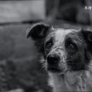 트레벨동물병원