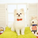 더 펫 애견샵 이미지