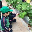 인천시, &#39;어린이 농부 교실&#39; 딸기 스마트팜 체험해요. 이미지