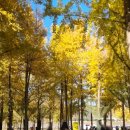 대가야 | 고령여행 은행나무숲 고령카페 부엔빠리오 대가야빛의숲 후기