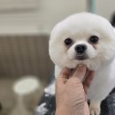 애견미용사 3급 자격증 과정 1 네이버블로그