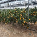 권오선농장 이미지