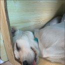코리하우스 이미지
