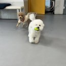 리츠펫 강남세곡점 이미지