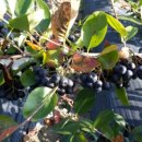 등불농장 이미지