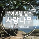 성흥로97번길 | [부여]사랑나무✨인생샷✨부여필수코스✨아름다운드라마촬영지✨가림성