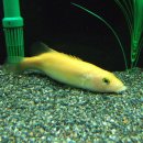 황쏘가리 이미지