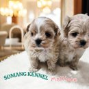 소망켄넬 이미지