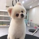 mm애견공방 이미지