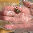 텃밭 | 광진구 자투리텃밭 중랑천텃밭 후기2/토마토 고추 가지 등 모종심기