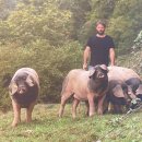 스타인목장 이미지